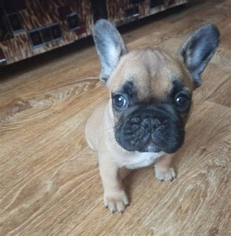 Keep reading to find over 100 french bulldog names, ranging from cute to funny to famous. 115 French Dog Names for Male Dogs - The Paws
