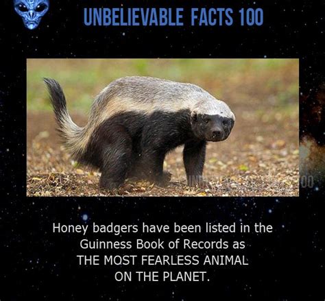 Pin By Unbelievable Facts 100 On Unbelievable Facts Honey Badger