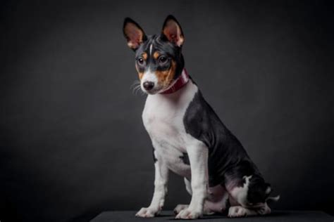Basenjis For Sale Adopt Cute Basenji Puppies For Sale Online Today