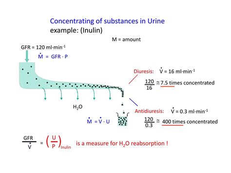 Ppt Urine Concentration And Dilution Powerpoint Presentation Free Download Id5009456