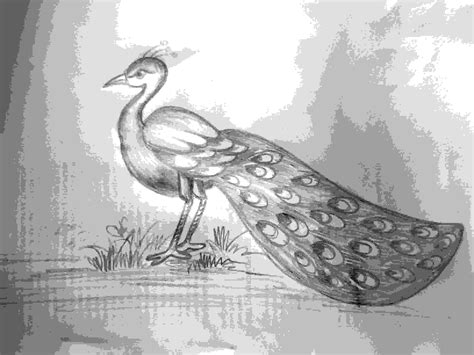 Peacock Drawing In Pencil Grannino