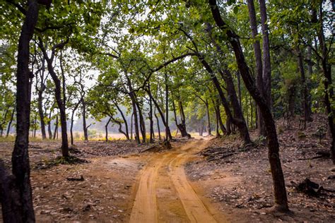 Five Things To Do In Bandhavgarh National Park Tripoto