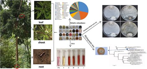 Diversity Biocontrol And Growth Promotion Potential Of Culturable