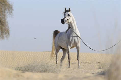 D Gharam Dubai Arabian Horse Stud