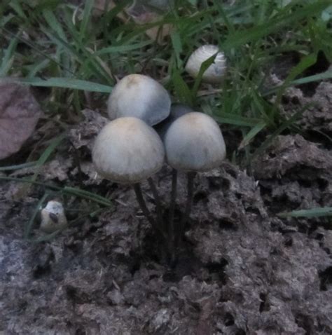 Psilocybin Mushrooms In Texas All Mushroom Info