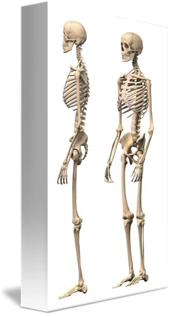 Human Skeleton Diagram Side View Skeletal Unlabeled Sciencegeek