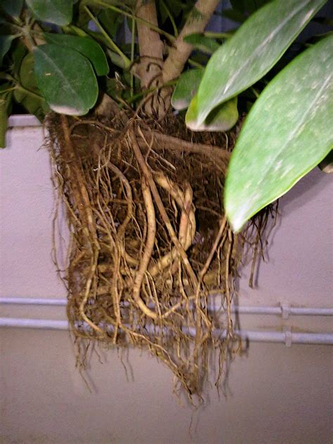 2 how to root android phone without pc? How To Prune The Schefflera Arboricola | Green Patches ...