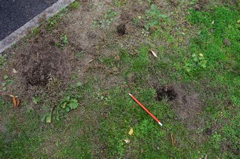 Holes In Lawn Appearing Overnight — Bbc Gardeners World Magazine