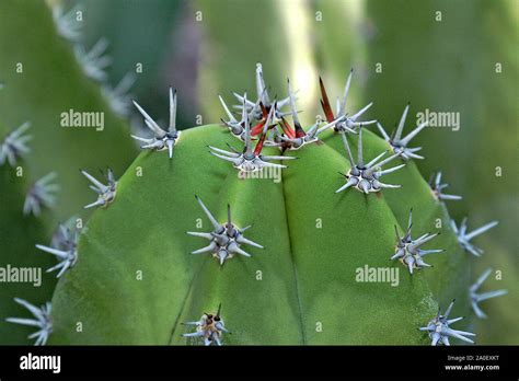 Closeup Of Cactus Plant With Detail Of Beautiful Sharp Spines