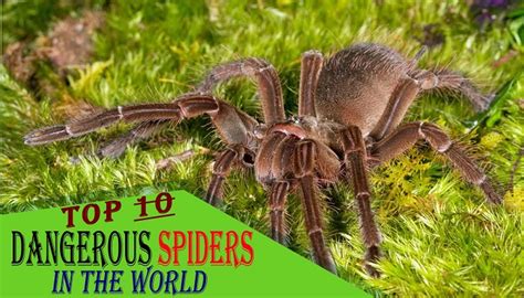 Top 10 Highly Dangerous Spiders Of The World Netmarkers Submit