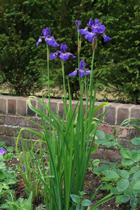 You'll find that the flowers are covered with bees. Tall border plants | The Tea Break Gardener