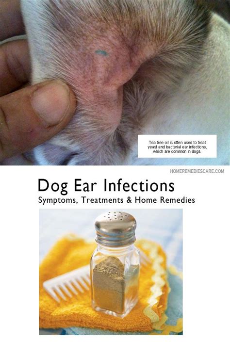 Home Remedies Care — 13 Home Remedies For Dog Ear Infection Symptoms