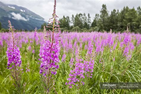 Blooming Fireweed Chamaenerion Angustifolium In A Field South