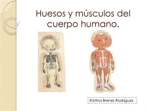 Huesos Y Músculos Del Cuerpo Humano