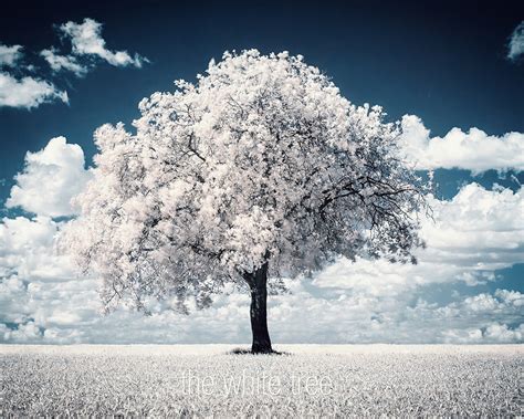 Wallpaper The White Tree 1920x1080 Full Hd 2k Picture Image