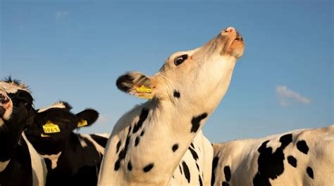 Research Discovers That Cows Soothed By Classical Music Produce More Milk