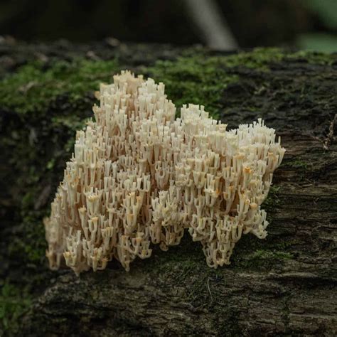 Crown Tipped Coral Mushrooms Artomyces Pyxidatus