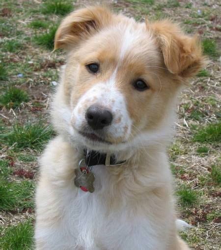 More images for short hair golden retriever mix » Rufus the Border Collie x Sheltie - VERY PRETTY MARKINGS ...