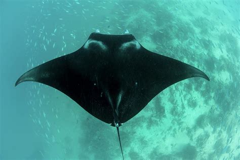 A Manta Ray Swimming Near A Cleaning Photograph By Ethan Daniels Fine