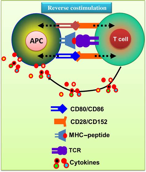 2 Cd80cd86 Deliver Bidirectional Signaling For The Activation Of T