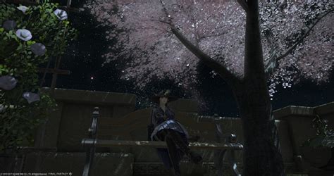 Ren Silverstar Blog Entry `eastern Cherry Trees` Final Fantasy Xiv
