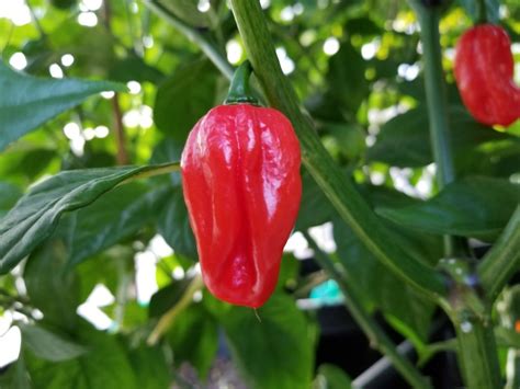 Aji Dulce Red Pepper 10 Seeds Super Hot Chiles