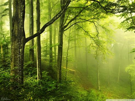 Beautiful Green Forest Wallpapers Top Free Beautiful Green Forest