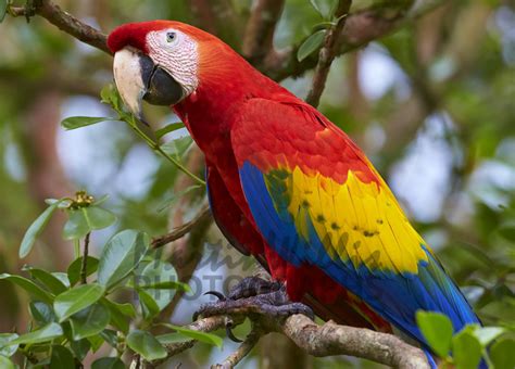 Buy Scarlet Macaw Image Online Print And Canvas Photos Martin Willis