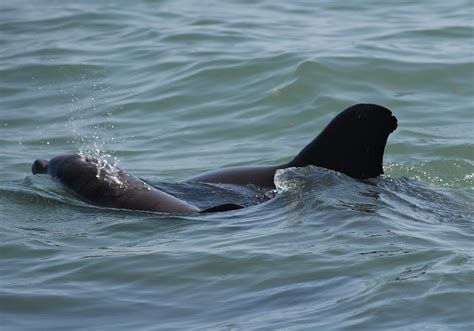 Human Activities Claim Three Sarasota Dolphin Lives Sarasota Dolphin