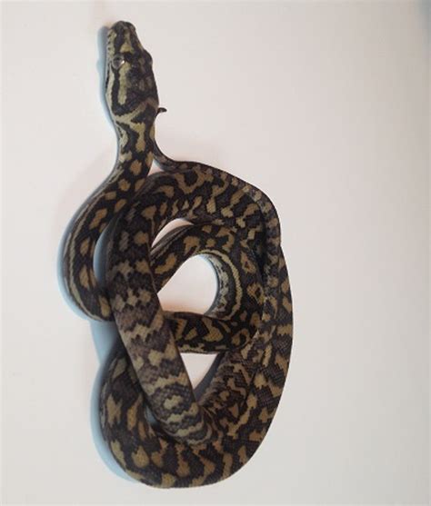 Coastal Carpet Pythons For Sale Snakes At Sunset
