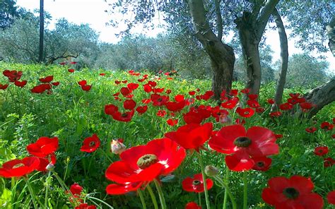 Red Poppies In Field Hd Wallpaper Background Image