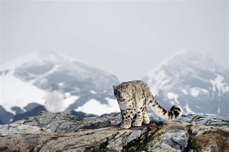 What Animals Live In The Mountains Worldatlas