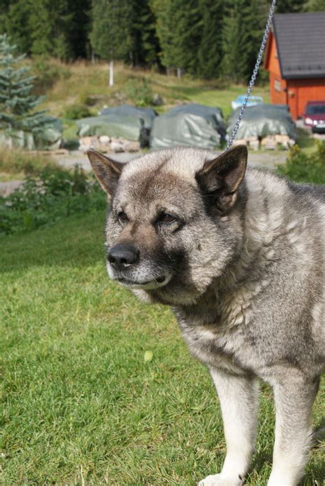 Norwegian Elkhound Information Dog Breeds At Thepetowners