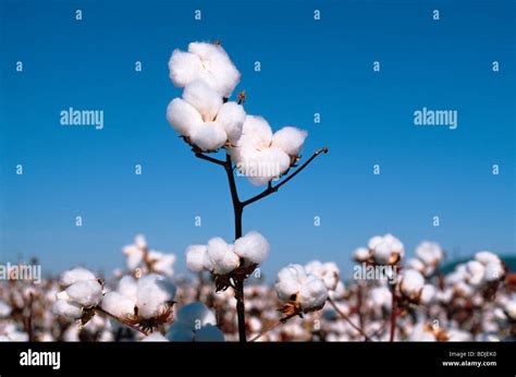 Agriculture Cotton Crop Australia High Resolution Stock Photography And
