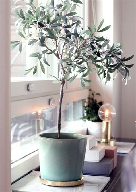 Olive Trees Indoors Our Best Tips For Care And Growing Apartment Therapy