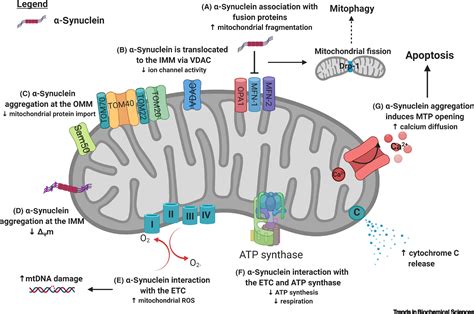 Mitochondrial Dysfunction And Mitophagy In Parkinsons Disease From