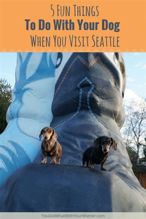 5 Unique Things To Do With Your Dog In Seattle Seattle Dog Dog
