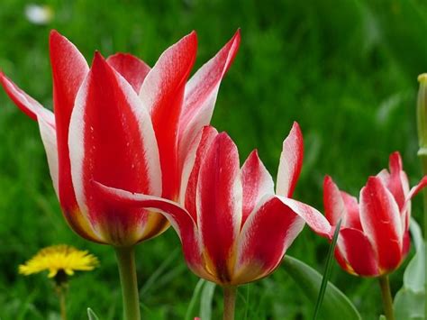 14 Best Bunga Tulip Images On Pinterest Bunga Tulip Tulips Flowers