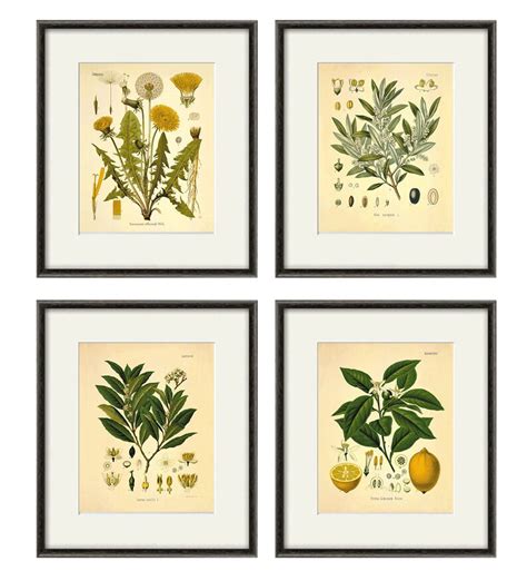 Kitchen Herbs Wall Art Antique Botanical Print Set Of 4 Herb Etsy