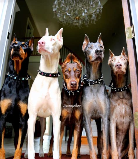 6 Striking Doberman Pinscher Ideas Cães Selvagens Cães Bonitos E