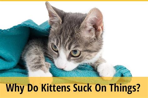 Why Does The Kitten Suck On Things Zooawesome