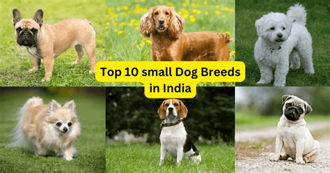 Indian Dog Breeds Name