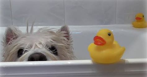 Romeos Bath Time ~ Westie · Senior · Dog · Pet · Cute · Funny · Happy