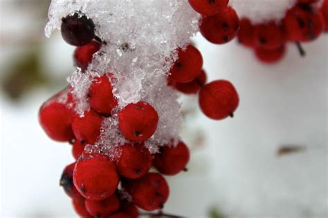 Snow Berries By Guineverels On Deviantart