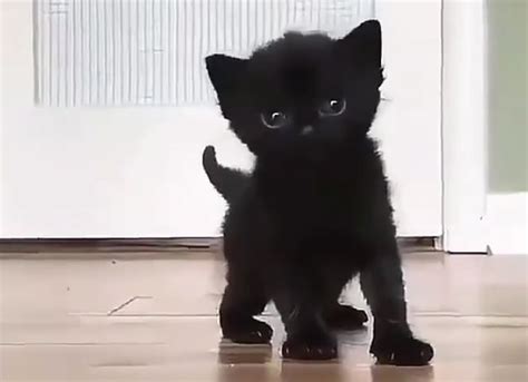 Some kitties look so big because of a ridiculous amount of fur explore the newest collection of photos of cute cats and kittens will make your day. Cutie Alert: Check Out This Teeny Weeny Black Kitten ...
