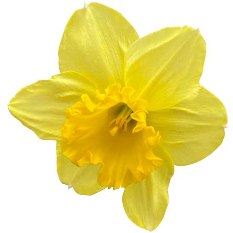 Beautiful Daffodils Flowers Images Best Flower Site