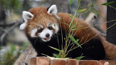 Baby Red Panda Twins Make Adorable Debut At Calgary Zoo