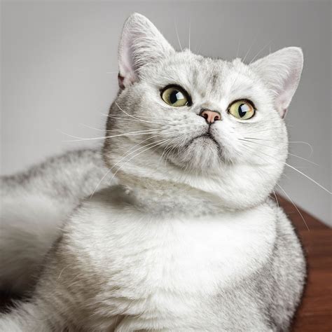 Simba British Shorthair Null British Shorthair Cat British