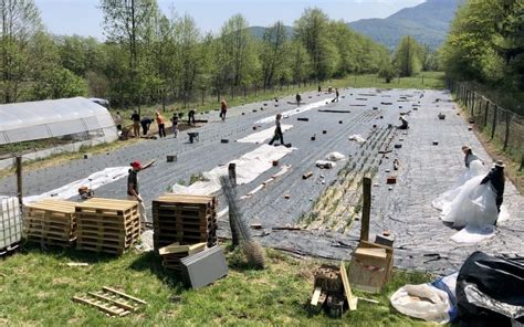 Kot v starih časih Na Ljubljanskem barju stari in mladi skupaj urejajo