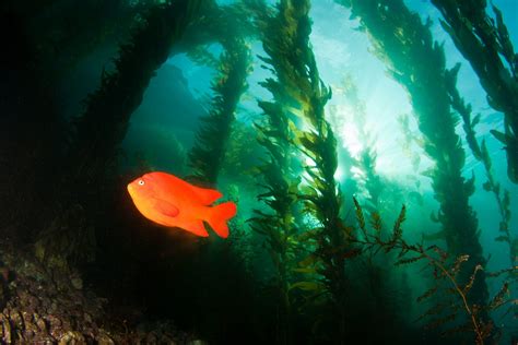 A Kelp Forest Restoration Cookbook Eddies In The Ocean